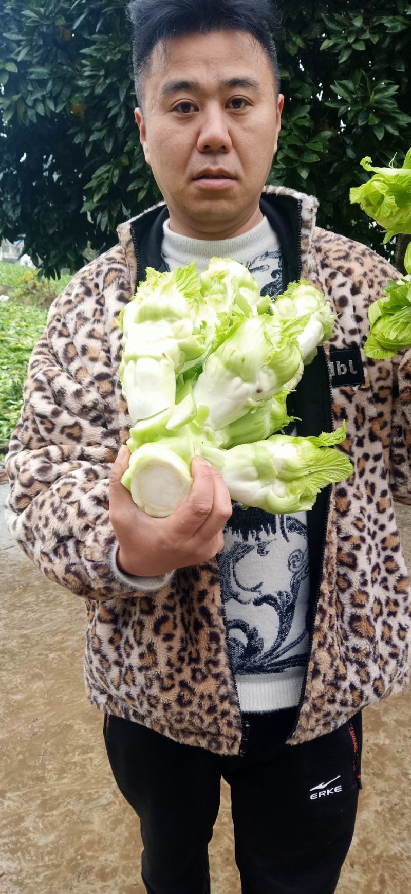 四川精品大心子儿菜娃娃菜无冒苔无腐烂