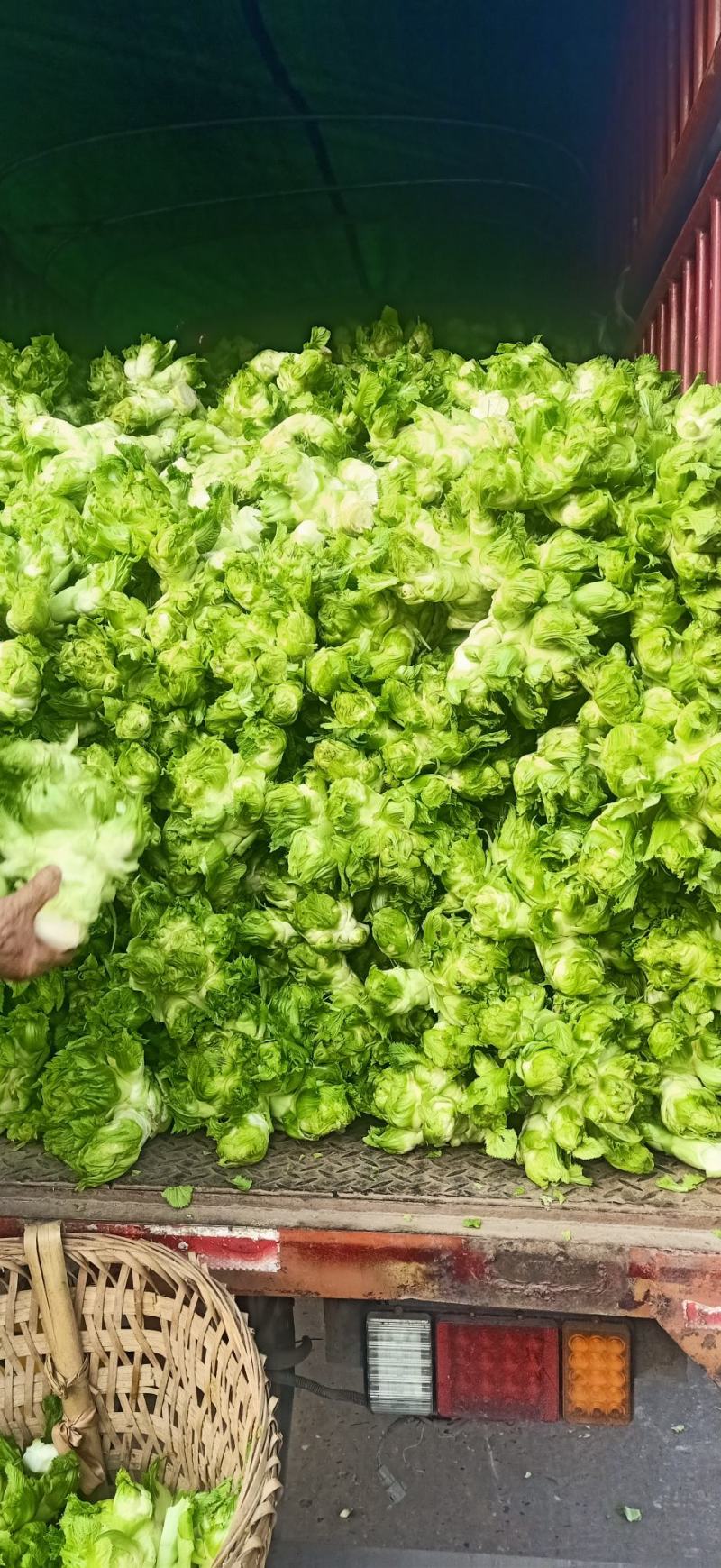 四川精品大心子儿菜娃娃菜无冒苔无腐烂