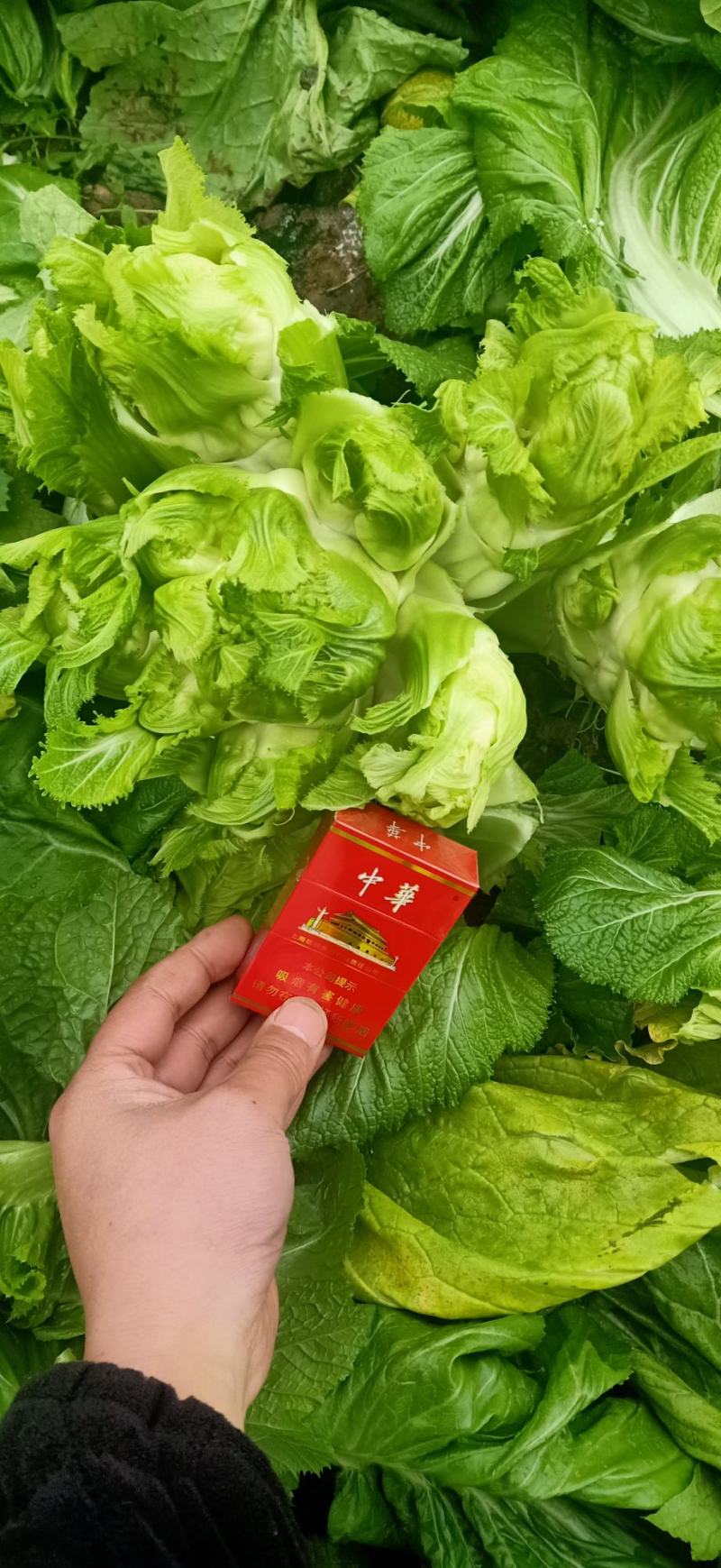 四川精品大心子儿菜娃娃菜无冒苔无腐烂