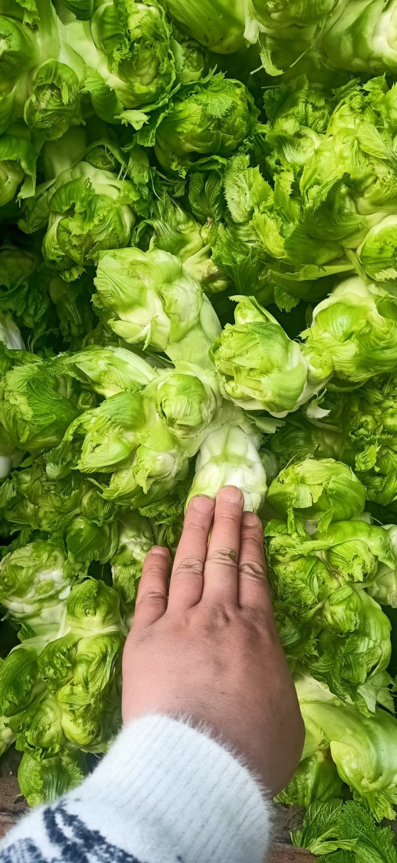四川精品大心子儿菜娃娃菜无冒苔无腐烂