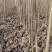 107杨树苗，杨树苗，速生杨，杨树种条。
