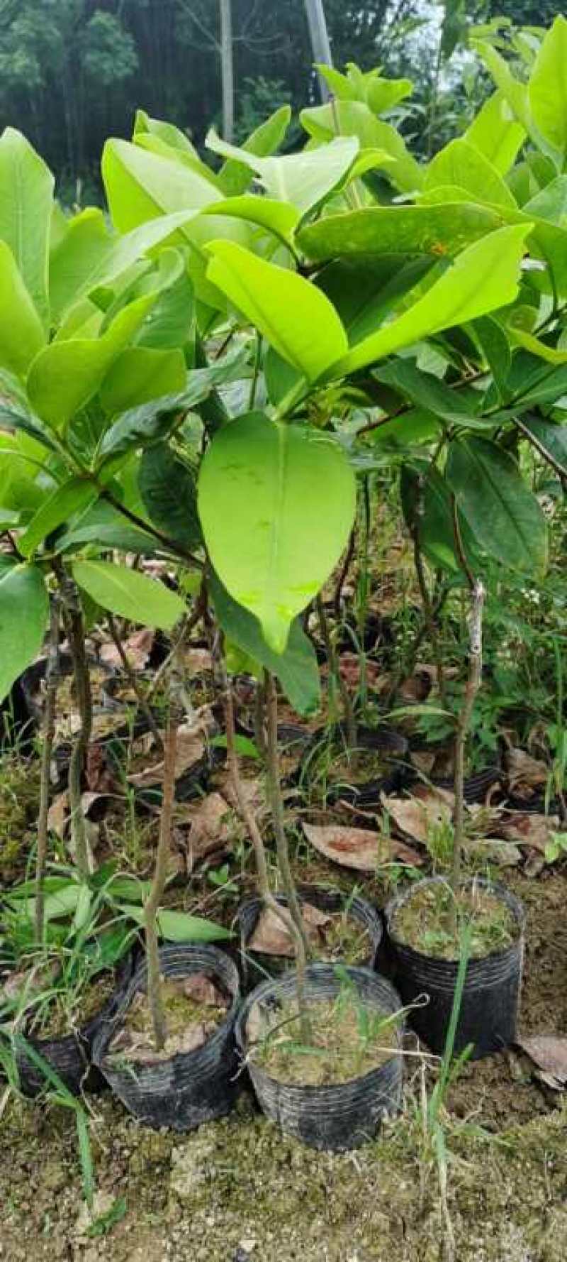 台湾大叶红，黑金刚，黑糖芭比，正品嫁接苗南北方都可种植