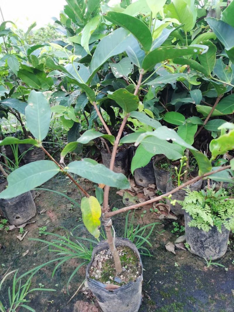 台湾大叶红，黑金刚，黑糖芭比，正品嫁接苗南北方都可种植