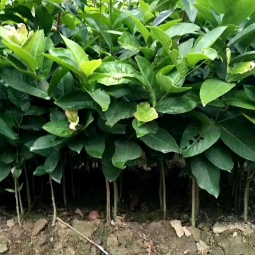 台湾大叶红，黑金刚，黑糖芭比，正品嫁接苗南北方都可种植