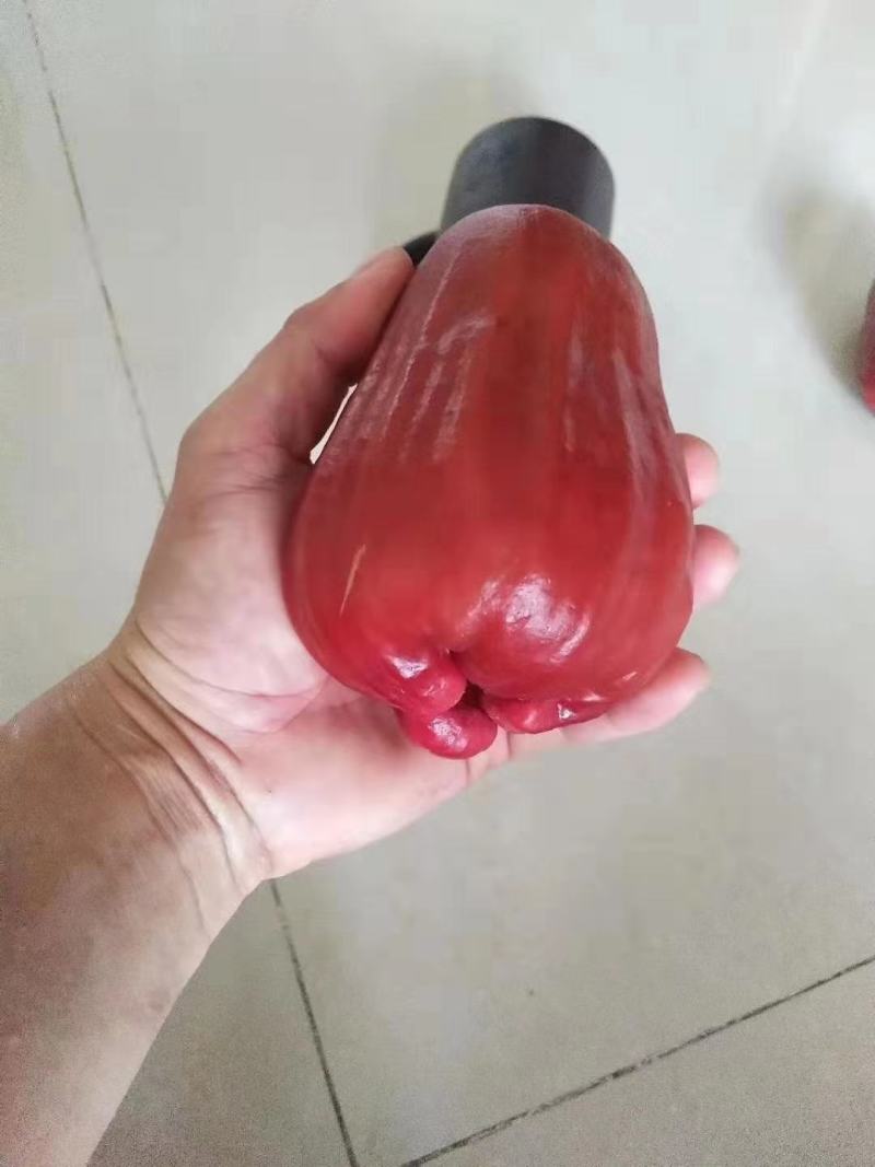 台湾大叶红，黑金刚，黑糖芭比，正品嫁接苗南北方都可种植
