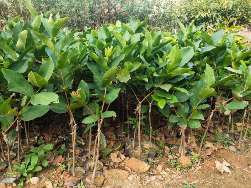 台湾大叶红，黑金刚，黑糖芭比，正品嫁接苗南北方都可种植