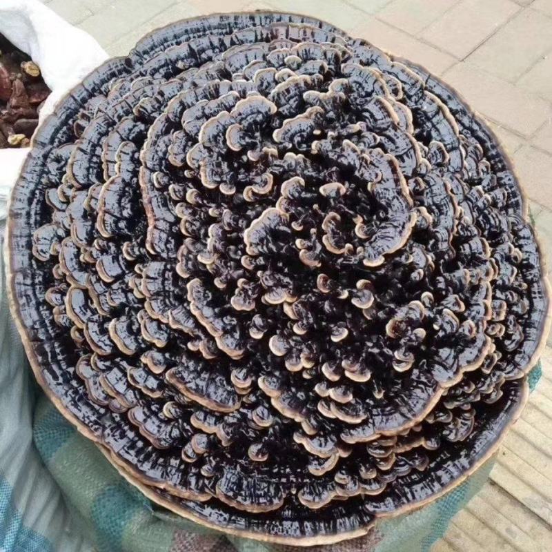 灵芝多种规格诚信合作价格美丽致电优惠