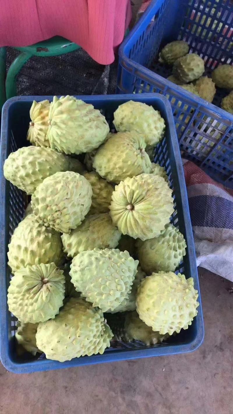 台湾释迦果，又名佛陀果正品嫁接苗纯甜口感糯甜