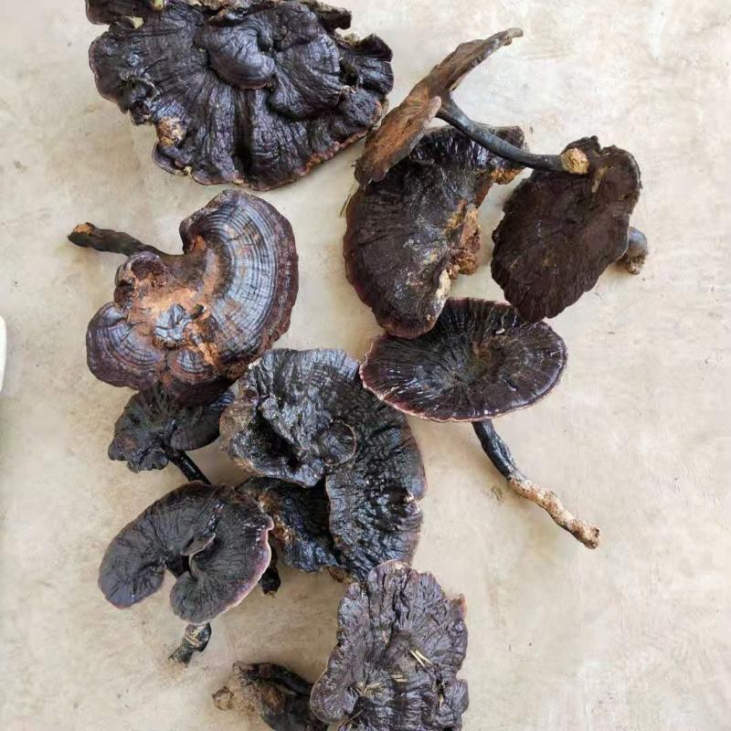 灵芝多种规格诚信合作价格美丽致电优惠