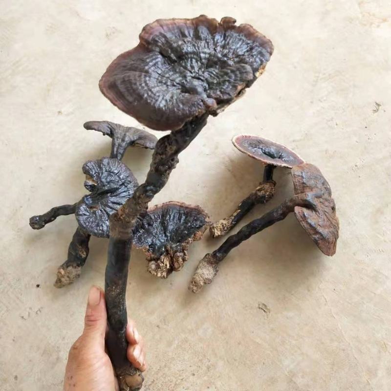 灵芝多种规格诚信合作价格美丽致电优惠