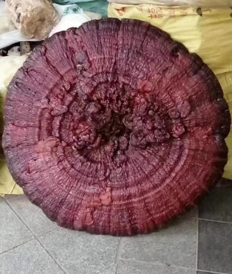 灵芝多种规格诚信合作价格美丽致电优惠
