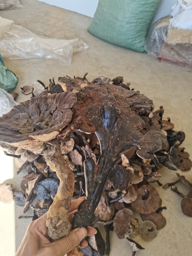 灵芝多种规格诚信合作价格美丽致电优惠