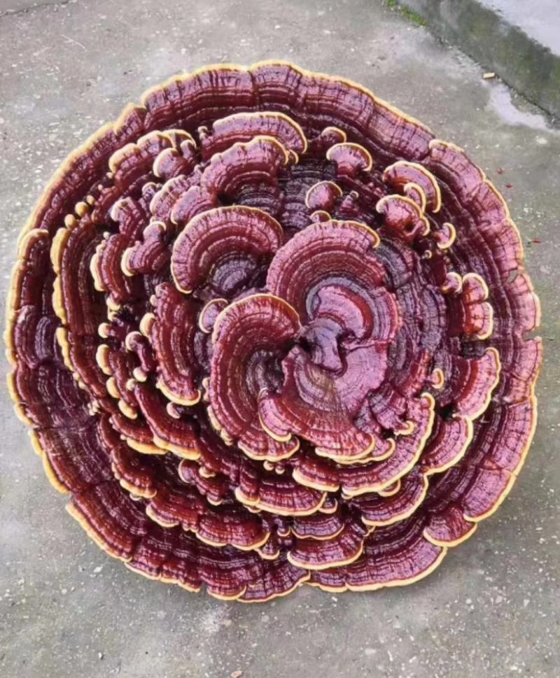 灵芝多种规格诚信合作价格美丽致电优惠
