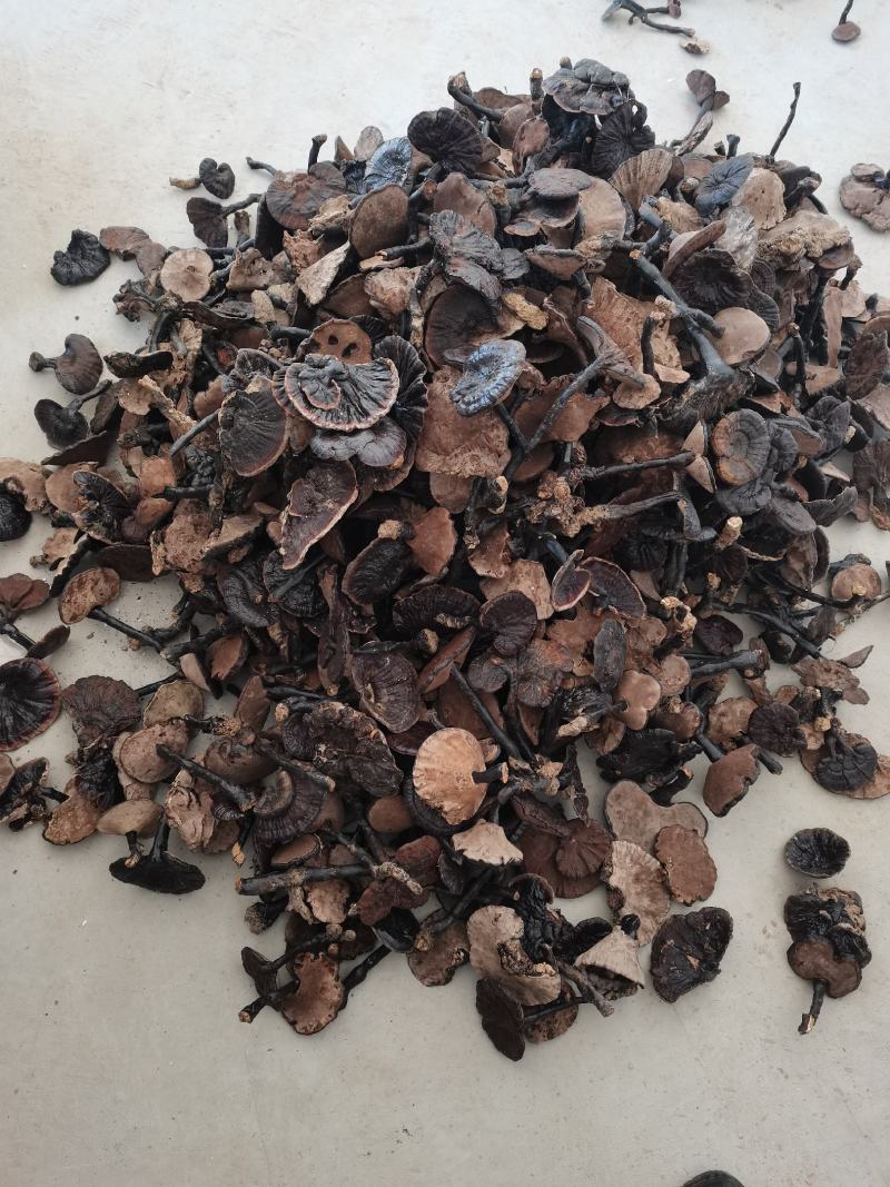 灵芝多种规格诚信合作价格美丽致电优惠