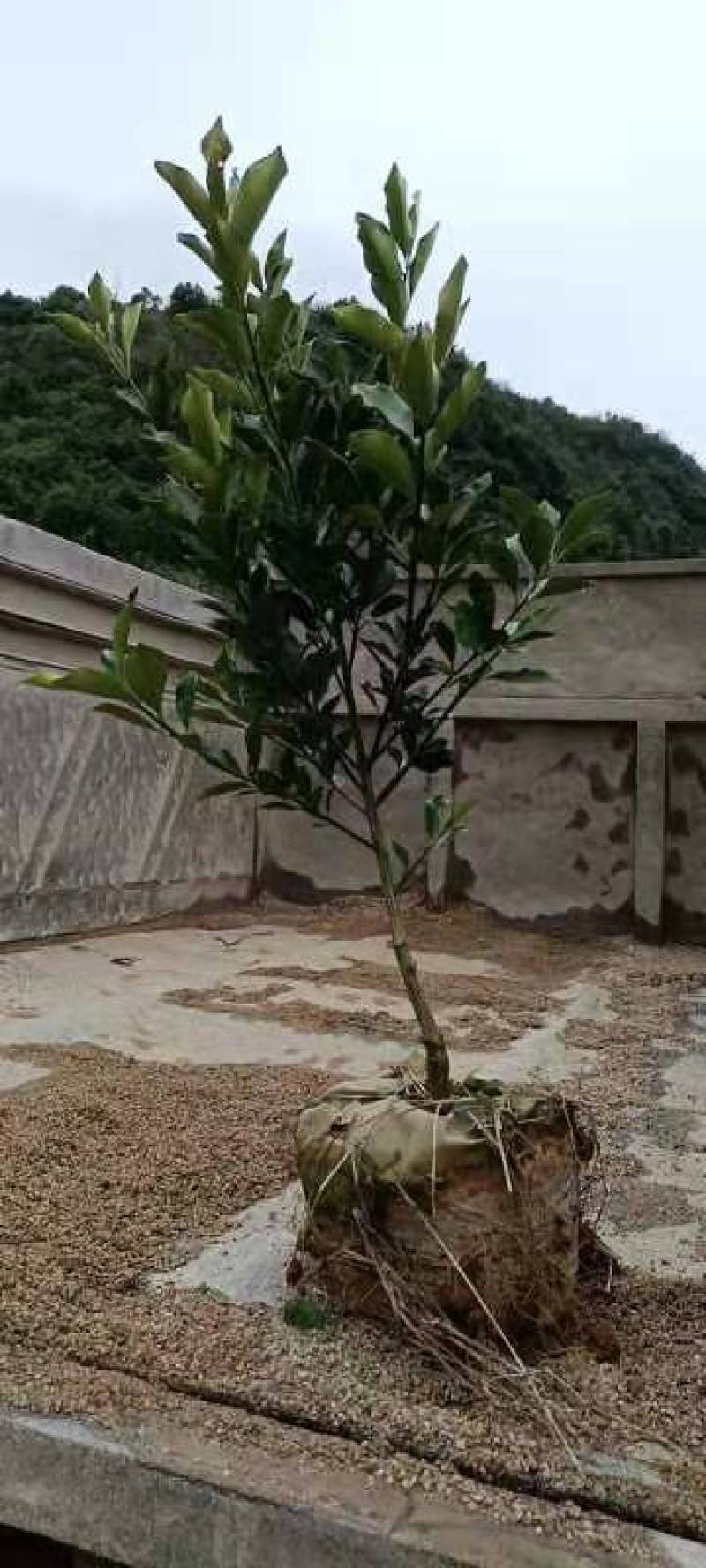 正宗三代大果金桔苗新晋火**果价高种品种纯正免费枝术