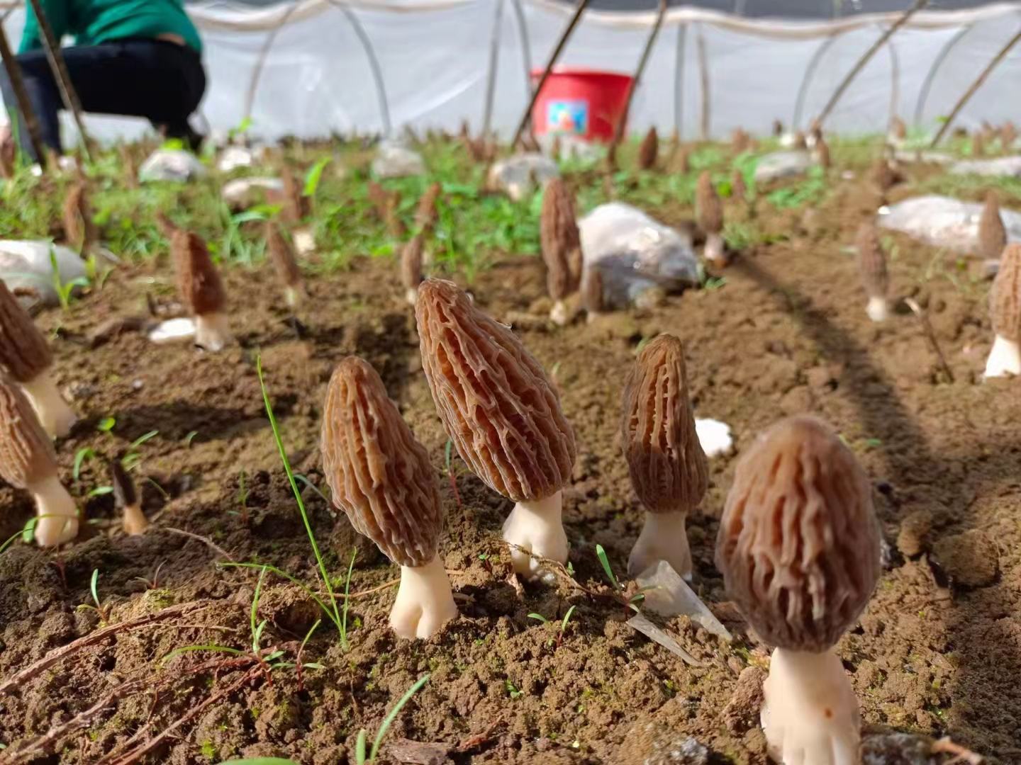 羊肚菌成熟采收