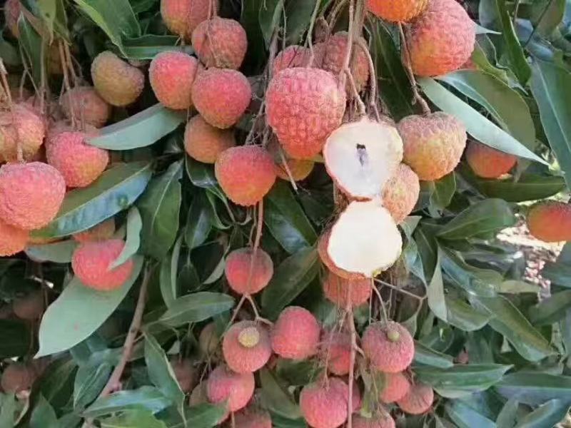 无核荔枝，桂味荔枝，白糖罂，糯米糍，荔枝王，观音绿荔枝苗