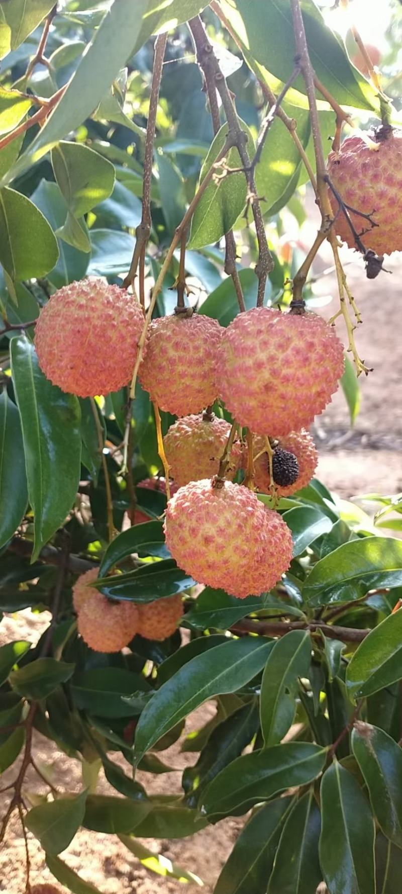 无核荔枝，桂味荔枝，白糖罂，糯米糍，荔枝王，观音绿荔枝苗