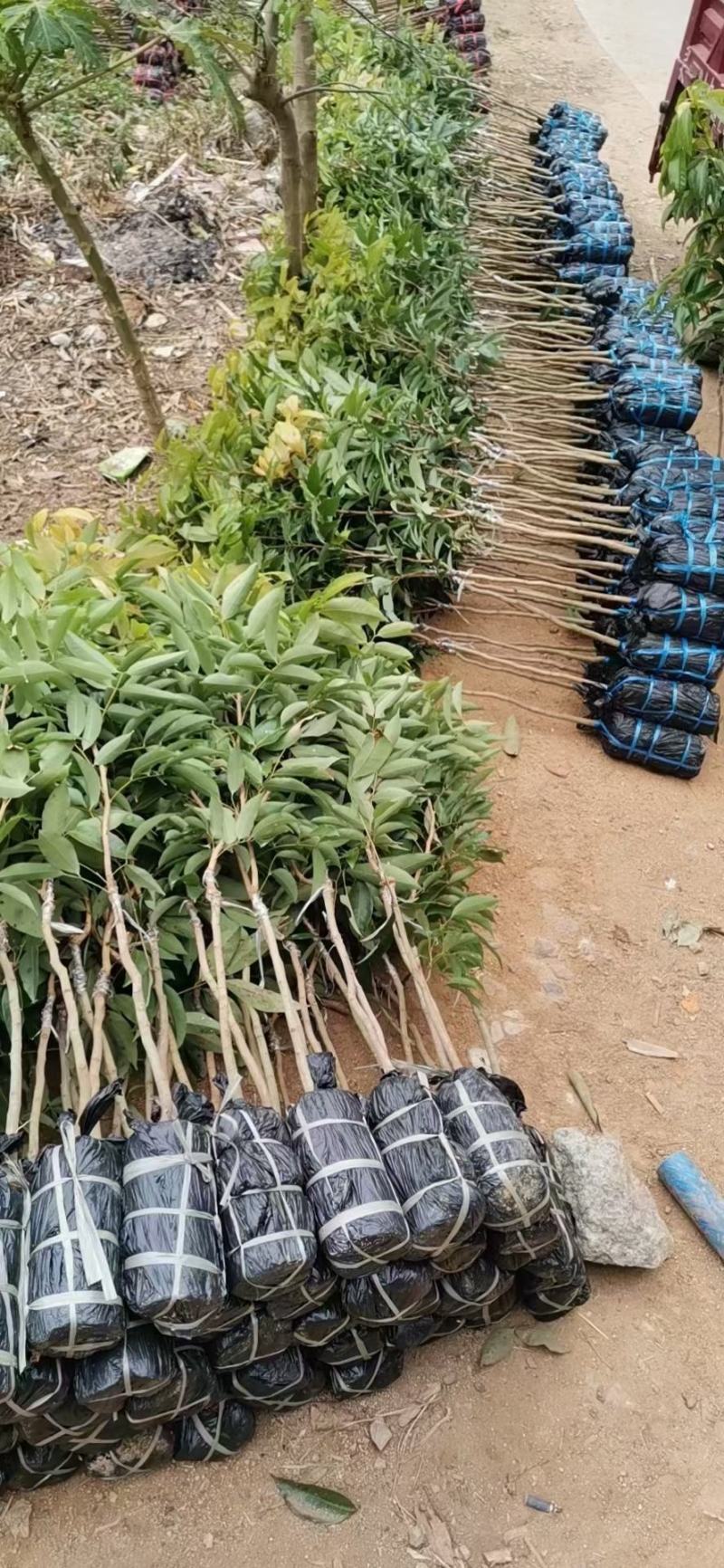 无核荔枝，桂味荔枝，白糖罂，糯米糍，荔枝王，观音绿荔枝苗