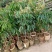 无核荔枝，桂味荔枝，白糖罂，糯米糍，荔枝王，观音绿荔枝苗