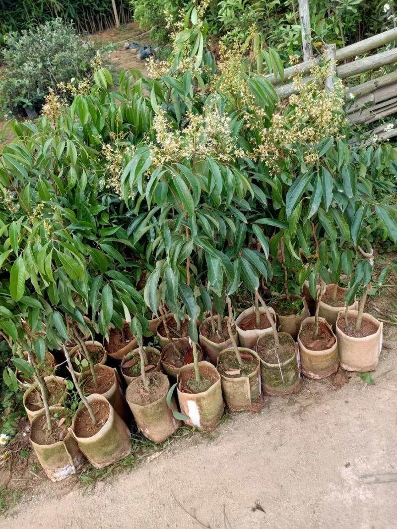 无核荔枝，桂味荔枝，白糖罂，糯米糍，荔枝王，观音绿荔枝苗