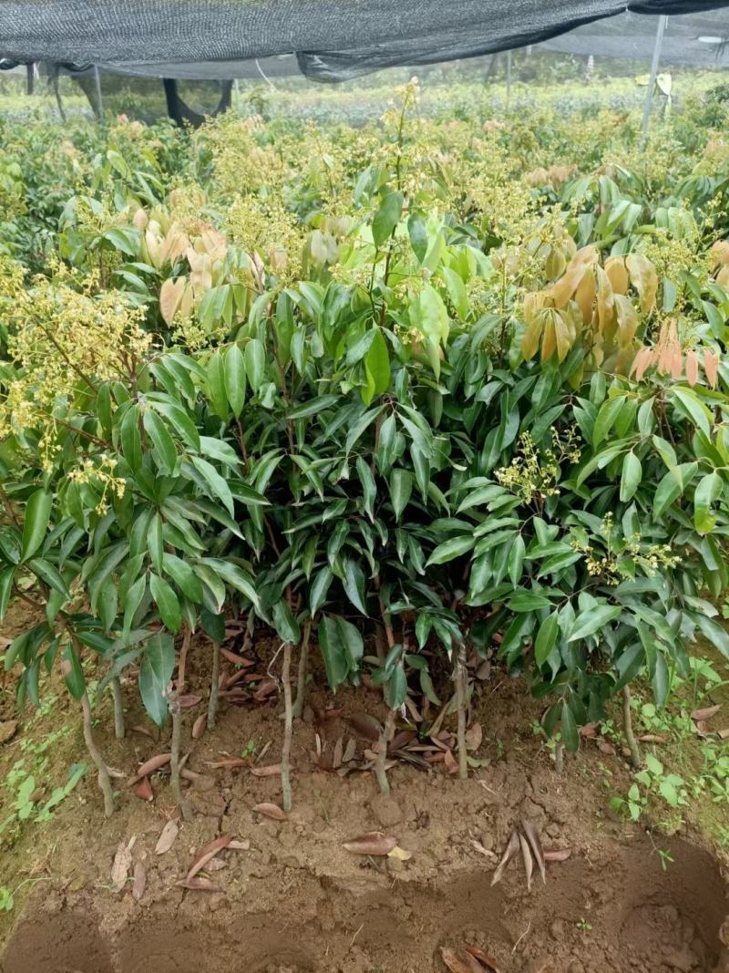 无核荔枝，桂味荔枝，白糖罂，糯米糍，荔枝王，观音绿荔枝苗