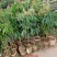 无核荔枝，桂味荔枝，白糖罂，糯米糍，荔枝王，观音绿荔枝苗