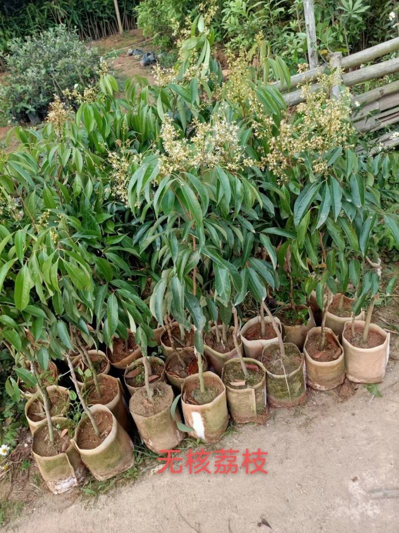 无核荔枝，桂味荔枝，白糖罂，糯米糍，荔枝王，观音绿荔枝苗