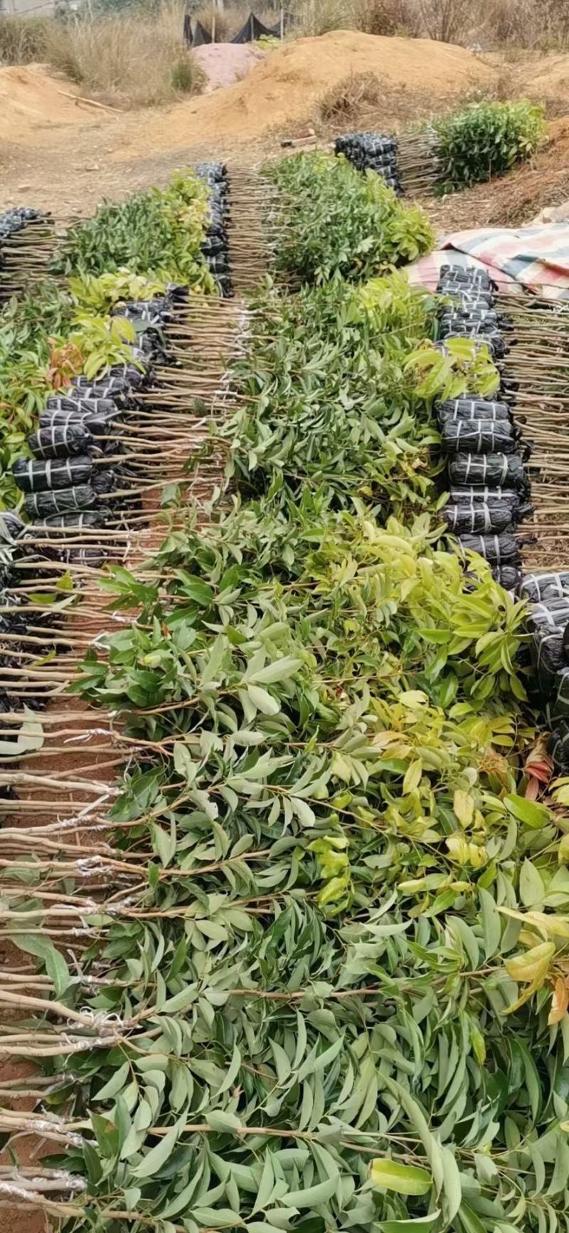 无核荔枝，桂味荔枝，白糖罂，糯米糍，荔枝王，观音绿荔枝苗
