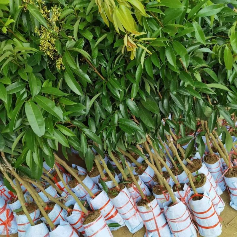 无核荔枝，桂味荔枝，白糖罂，糯米糍，荔枝王，观音绿荔枝苗