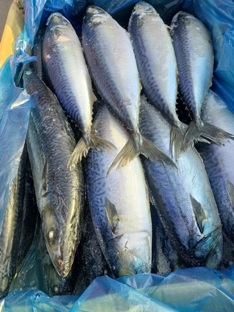燕尾鲅鱼渤海湾特产冰鲜海产品马鲛鱼无冰衣单冻