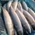 燕尾鲅鱼渤海湾特产冰鲜海产品马鲛鱼无冰衣单冻