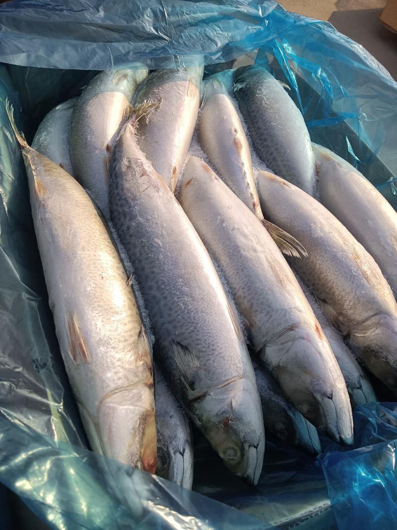 燕尾鲅鱼渤海湾特产冰鲜海产品马鲛鱼无冰衣单冻