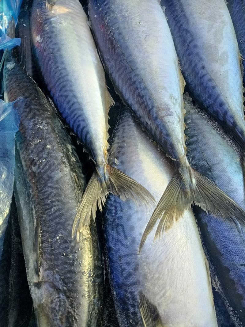 燕尾鲅鱼渤海湾特产冰鲜海产品马鲛鱼无冰衣单冻