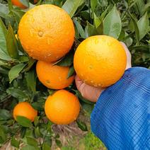 蜜香橙，桂林灵川海洋乡自家蜜香橙口感甜脆