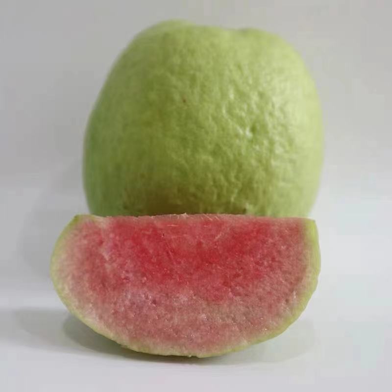 台湾红心西瓜芭乐番石榴嫁接苗，红宝石，四季白心珍珠番石榴