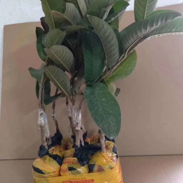 台湾红心西瓜芭乐番石榴嫁接苗，红宝石，四季白心珍珠番石榴