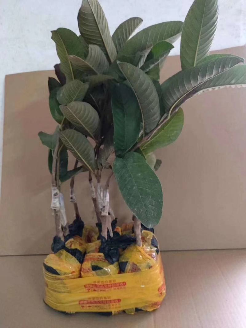台湾红心西瓜芭乐番石榴嫁接苗，红宝石，四季白心珍珠番石榴