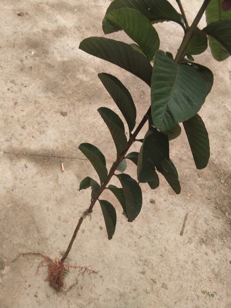 台湾红心西瓜芭乐番石榴嫁接苗，红宝石，四季白心珍珠番石榴