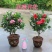 新品种山茶花苗四季红茶花苗盆载庭院种植包邮基地直供