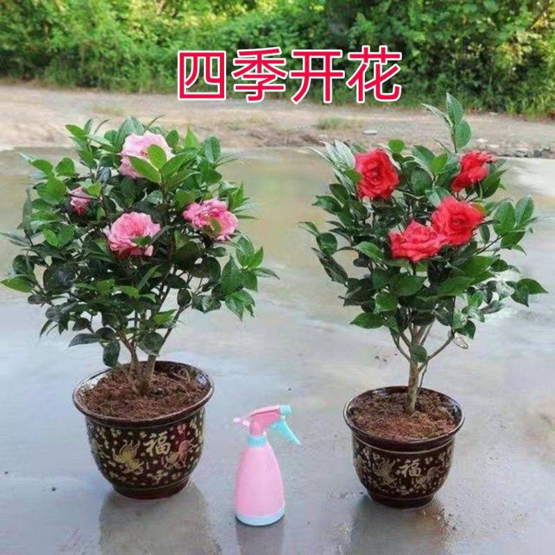 新品种山茶花苗四季红茶花苗盆载庭院种植包邮基地直供