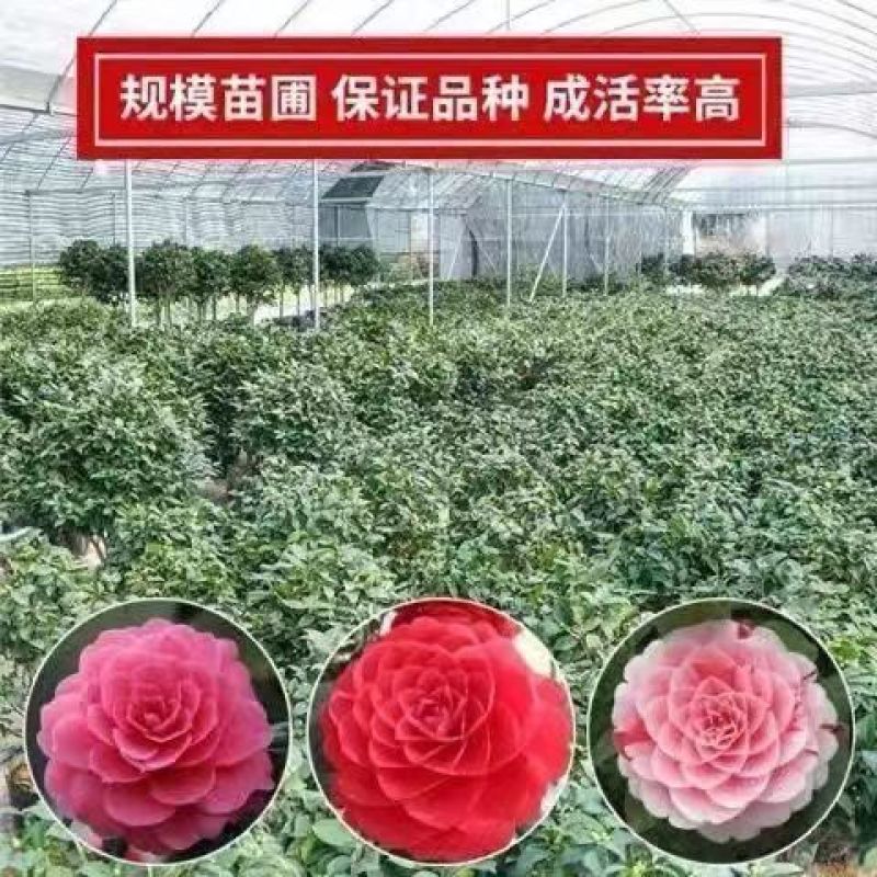 新品种山茶花苗四季红茶花苗盆载庭院种植包邮基地直供