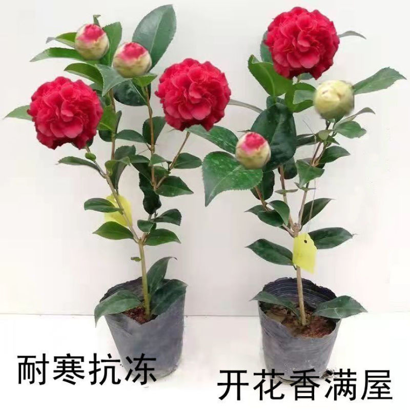 新品种山茶花苗四季红茶花苗盆载庭院种植包邮基地直供