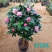 新品种山茶花苗四季红茶花苗盆载庭院种植包邮基地直供