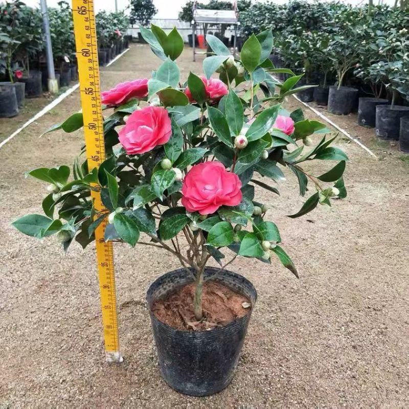 新品种山茶花苗四季红茶花苗盆载庭院种植包邮基地直供