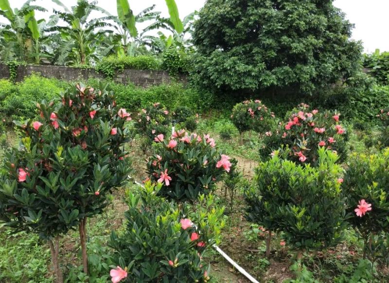 新品种山茶花苗四季红茶花苗盆载庭院种植包邮基地直供