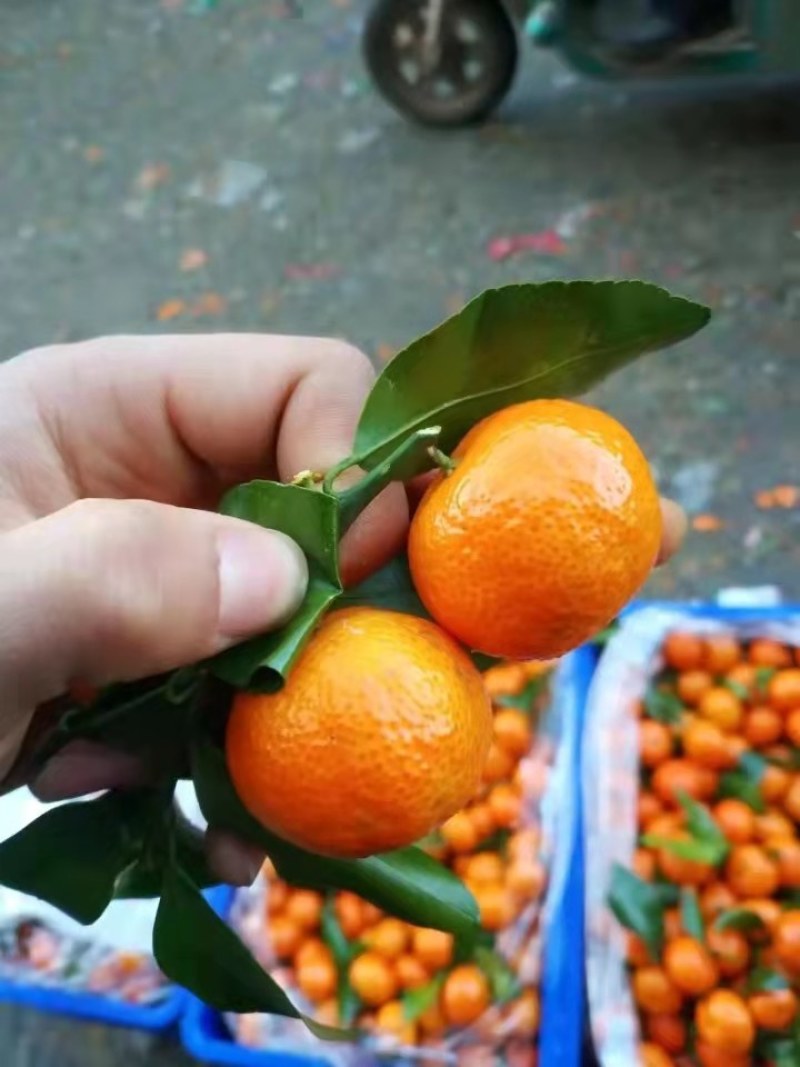 精品沙糖桔，皮毛亮，口感甜，可以供应电商