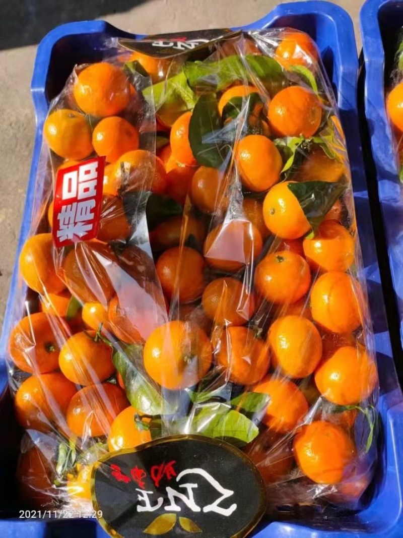 精品沙糖桔，皮毛亮，口感甜，可以供应电商