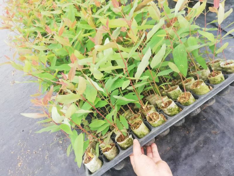 桉树苗29号广1号26号28号脱毒苗