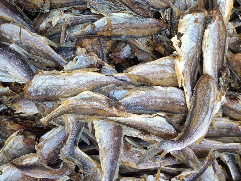 香酥小黄鱼新鲜黄花鱼烤制微甜一斤50至70条
